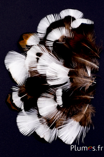 Faisan Swinhoe - 2-4 cm - bleu-blanc-brun naturel